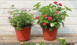 包头渣男爆料最新消息视频,惊人内幕揭露，真相令人震惊！